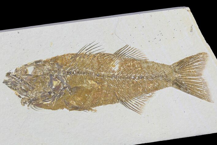 Mioplosus Fossil Fish - Wyoming #89641